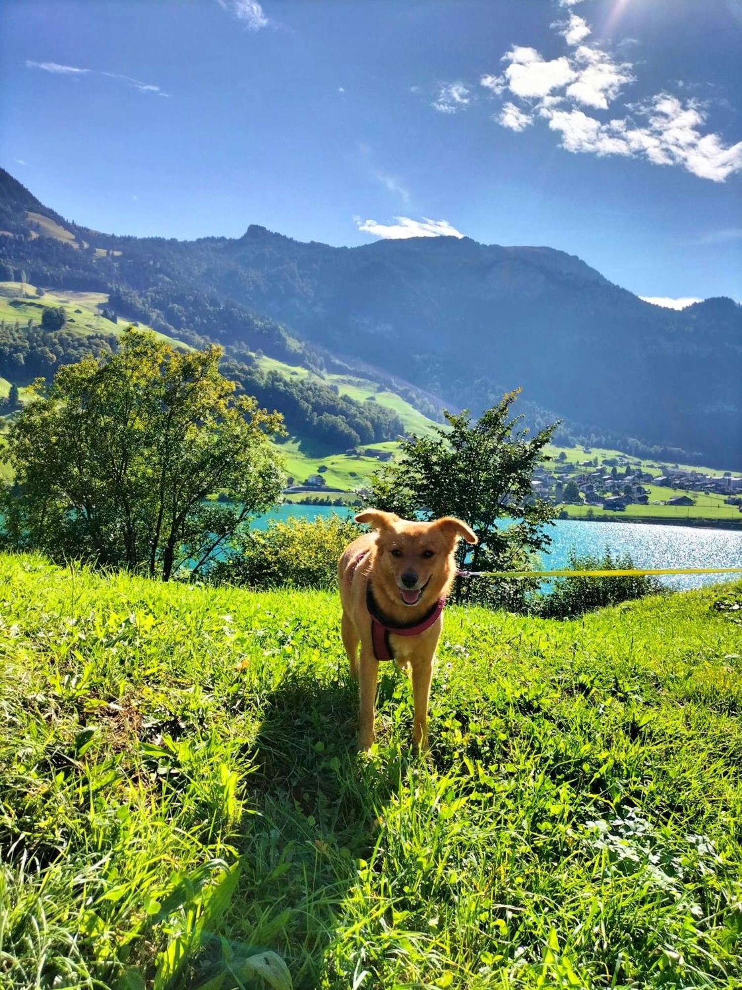 Gemuetliche Fewo Mit Sauna Inmitten Der Berge Meiringen Exterior foto